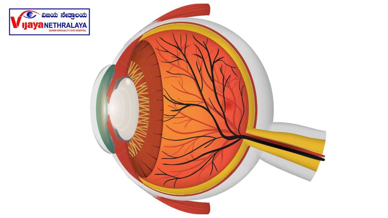retina eye 