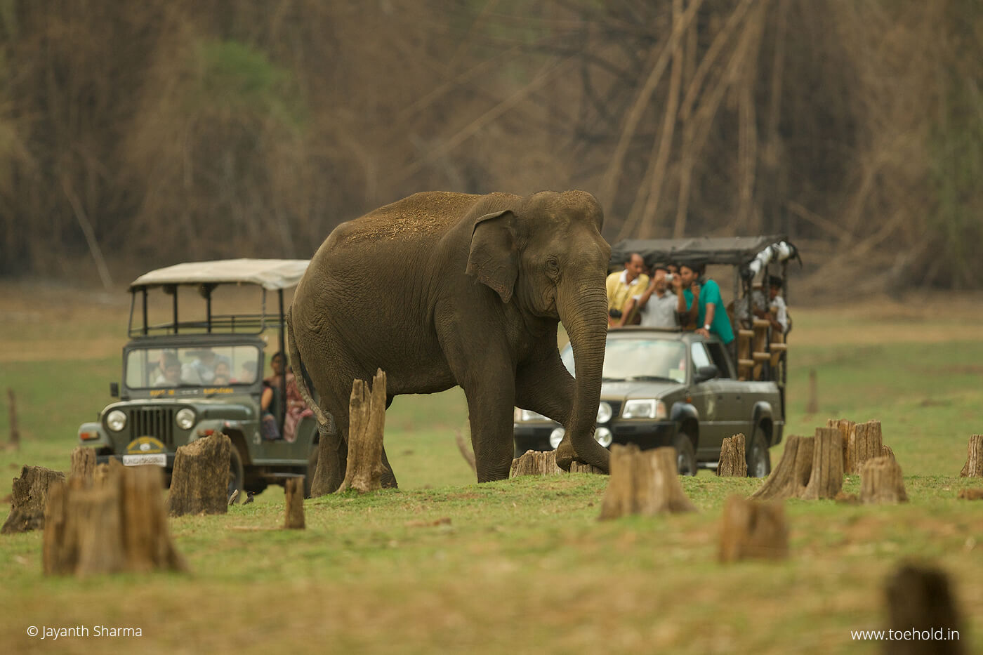 kabini