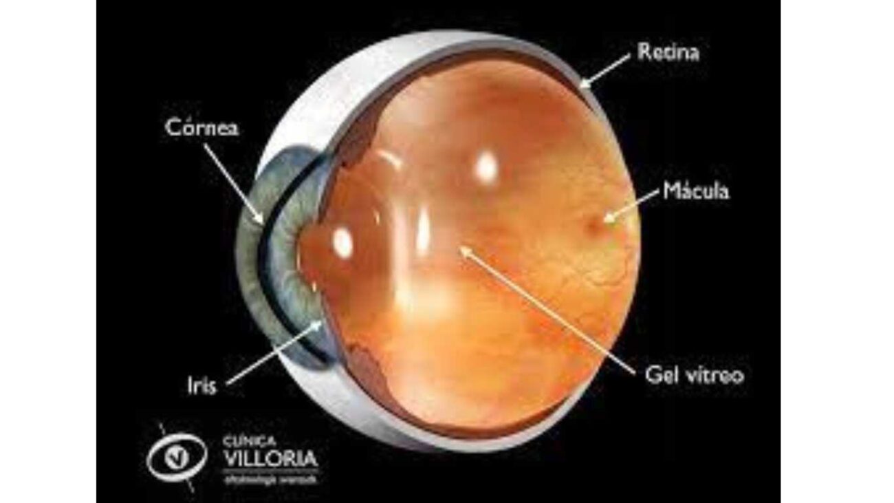 vitro retina.