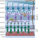 Retinal layer