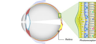 Retina eye