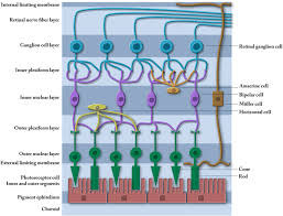 Retinal layers