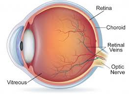 Retina
